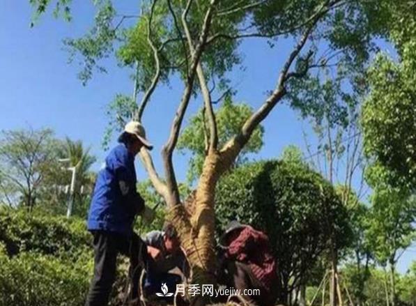 冬季移栽苗木大考驗(yàn)：冬季適合移栽什么樹種？如何移栽(圖1)