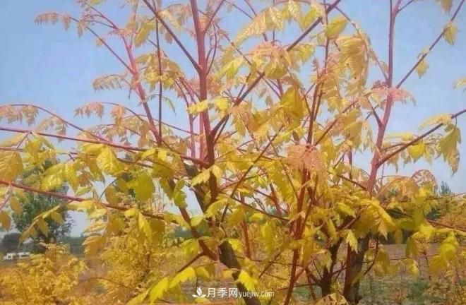 “彩葉潮流”來勢(shì)洶洶，這8種彩葉樹種前景大好(圖1)