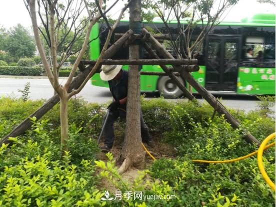 南陽市園林局力促銀杏復(fù)壯，打造迷人秋景(圖1)
