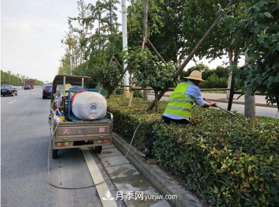 南陽市園林局力促銀杏復(fù)壯，打造迷人秋景(圖2)