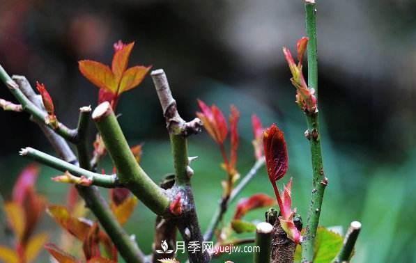 盆栽月季怎么養(yǎng)護(hù)？(圖1)