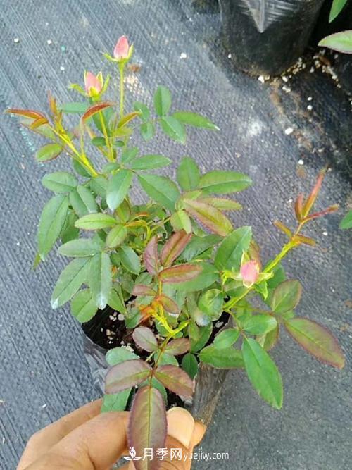 月季花的芽點過多，需不需要處理掉(圖2)