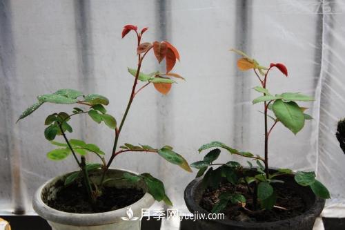 月季花的芽點過多，需不需要處理掉(圖1)