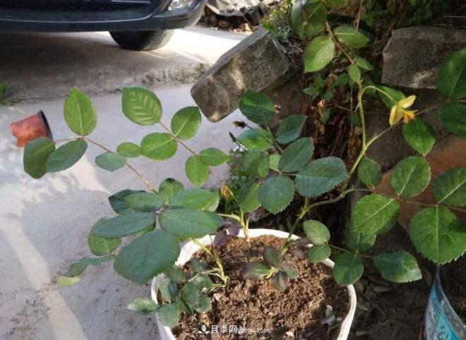 月季花的芽點過多，需不需要處理掉(圖3)