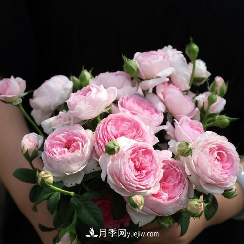 7種漂亮月季，植株矮小，花色艷麗，花期超長(zhǎng)，是陽(yáng)臺(tái)盆栽佳品！(圖2)