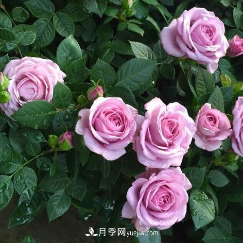 7種漂亮月季，植株矮小，花色艷麗，花期超長(zhǎng)，是陽(yáng)臺(tái)盆栽佳品！(圖1)