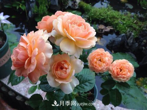 7種漂亮月季，植株矮小，花色艷麗，花期超長(zhǎng)，是陽(yáng)臺(tái)盆栽佳品！(圖4)