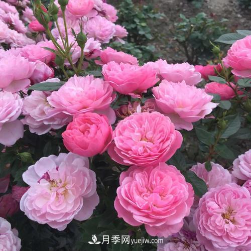 7種漂亮月季，植株矮小，花色艷麗，花期超長(zhǎng)，是陽(yáng)臺(tái)盆栽佳品！(圖3)