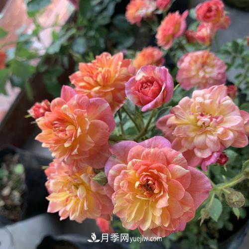 7種漂亮月季，植株矮小，花色艷麗，花期超長(zhǎng)，是陽(yáng)臺(tái)盆栽佳品！(圖5)