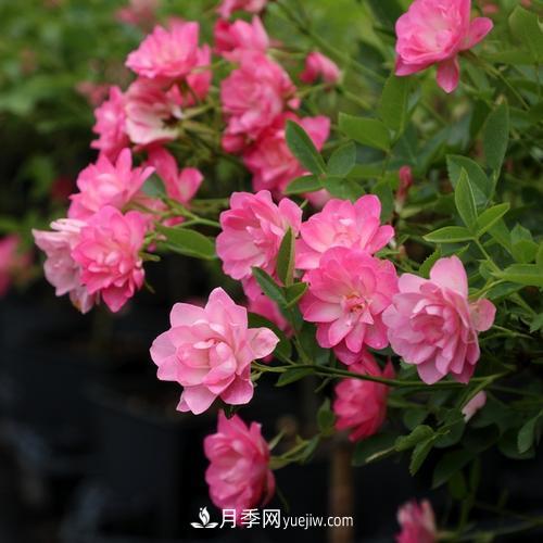 7種漂亮月季，植株矮小，花色艷麗，花期超長(zhǎng)，是陽(yáng)臺(tái)盆栽佳品！(圖6)
