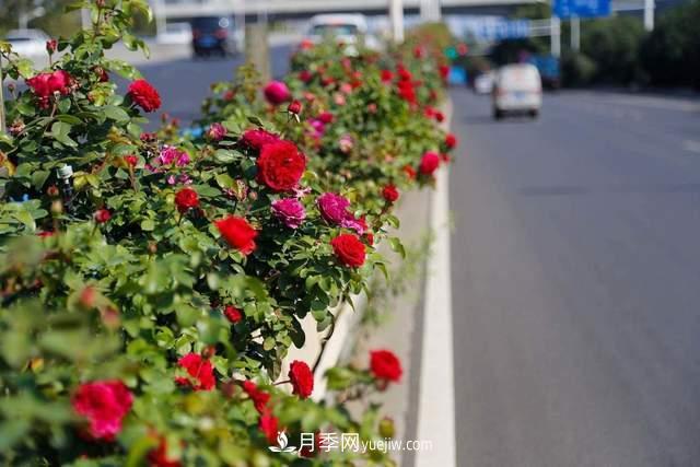 月季得病恢復(fù)以后，如何修剪？如何養(yǎng)護(圖4)