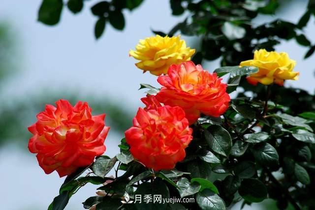 月季得病恢復(fù)以后，如何修剪？如何養(yǎng)護(圖2)