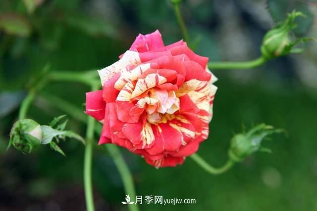 月季得病恢復(fù)以后，如何修剪？如何養(yǎng)護(圖3)