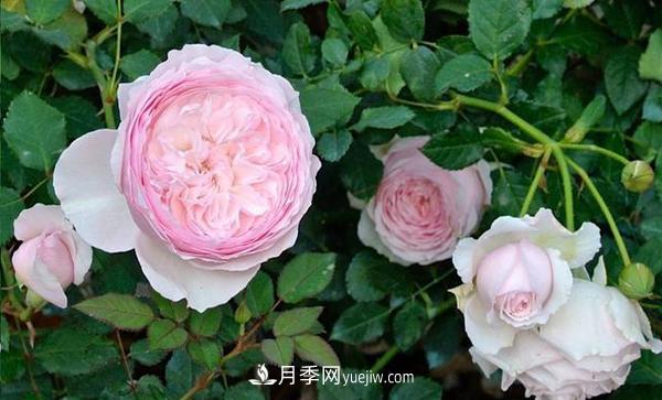 冬天來(lái)了月季花要休眠了，抓緊做這3件事，為明年開花做準(zhǔn)備！(圖1)