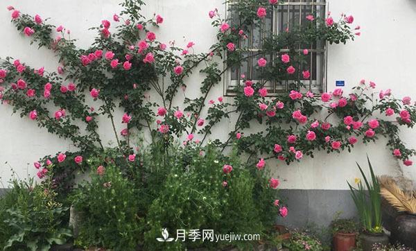 冬天來(lái)了月季花要休眠了，抓緊做這3件事，為明年開花做準(zhǔn)備！(圖2)