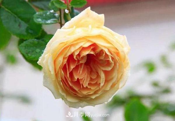 冬天來(lái)了月季花要休眠了，抓緊做這3件事，為明年開花做準(zhǔn)備！(圖3)