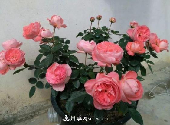 月季修剪有講究，冬季月季修剪技巧(圖1)