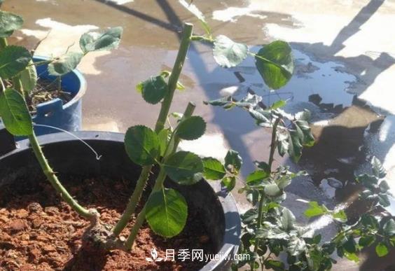 月季修剪有講究，冬季月季修剪技巧(圖2)
