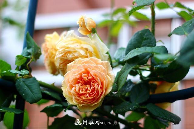 8種經(jīng)典月季，藤本、灌木和微月都有，買了不會(huì)錯(cuò)(圖3)