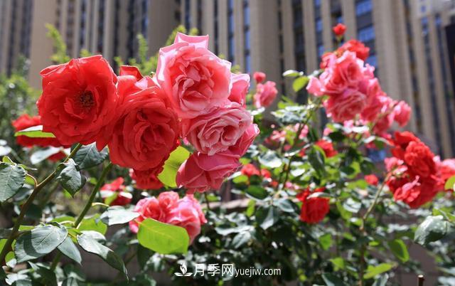 8種經(jīng)典月季，藤本、灌木和微月都有，買了不會(huì)錯(cuò)(圖1)