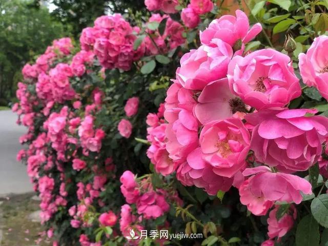 8種經(jīng)典月季，藤本、灌木和微月都有，買了不會(huì)錯(cuò)(圖2)