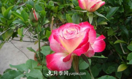 8種經(jīng)典月季，藤本、灌木和微月都有，買了不會(huì)錯(cuò)(圖5)