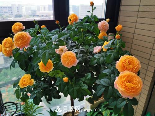 8種經(jīng)典月季，藤本、灌木和微月都有，買了不會(huì)錯(cuò)(圖6)