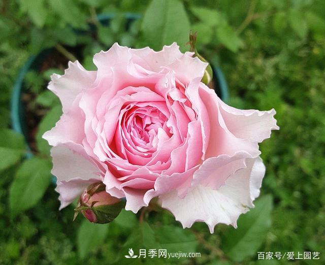 清新出塵的4個日本“仙女”月季，再難養(yǎng)也不能抗拒(圖1)