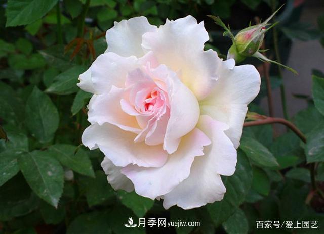 清新出塵的4個日本“仙女”月季，再難養(yǎng)也不能抗拒(圖2)