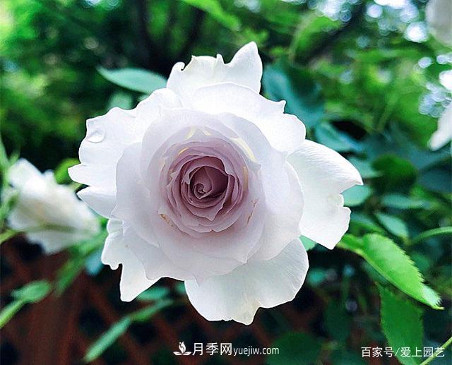 清新出塵的4個日本“仙女”月季，再難養(yǎng)也不能抗拒(圖3)