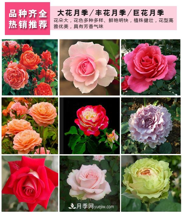 樹狀月季，藤本月季，大花月季，貨源充足價格合理(圖3)