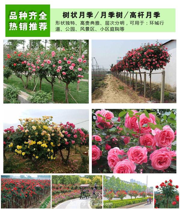 樹狀月季，藤本月季，大花月季，貨源充足價格合理(圖2)