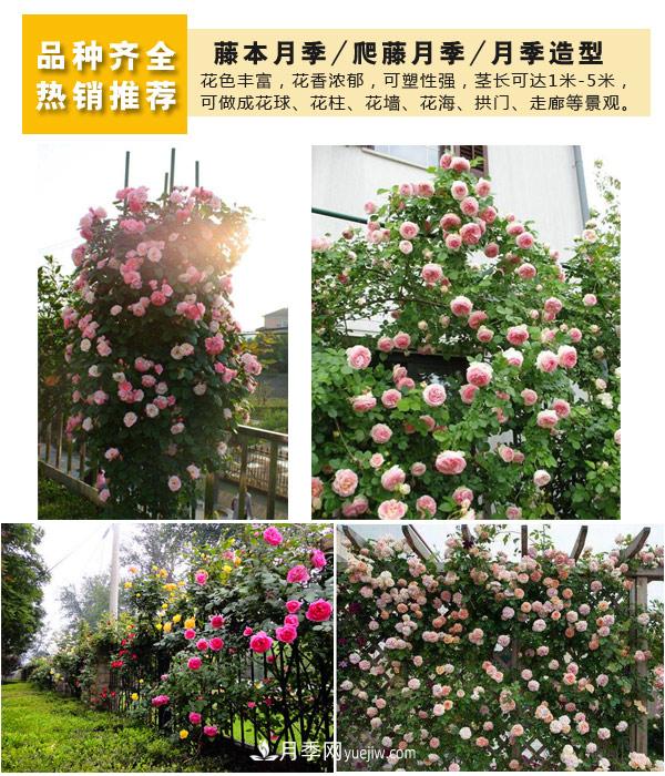 樹狀月季，藤本月季，大花月季，貨源充足價格合理(圖4)
