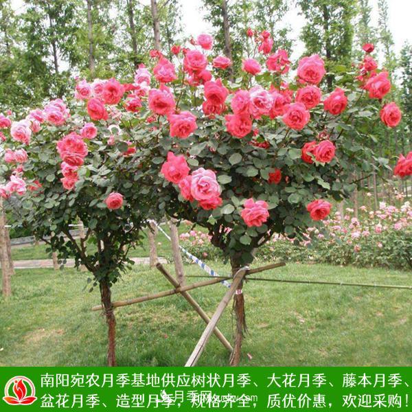 樹狀月季，藤本月季，大花月季，貨源充足價格合理(圖1)