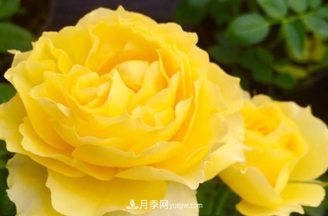 專屬12星座的月季花，你的星座是什么月季(圖7)