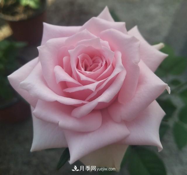 專屬12星座的月季花，你的星座是什么月季(圖13)