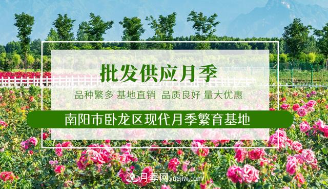 山西品種月季_山西大花月季批發(fā)_山西樹狀月季批發(fā)(圖1)