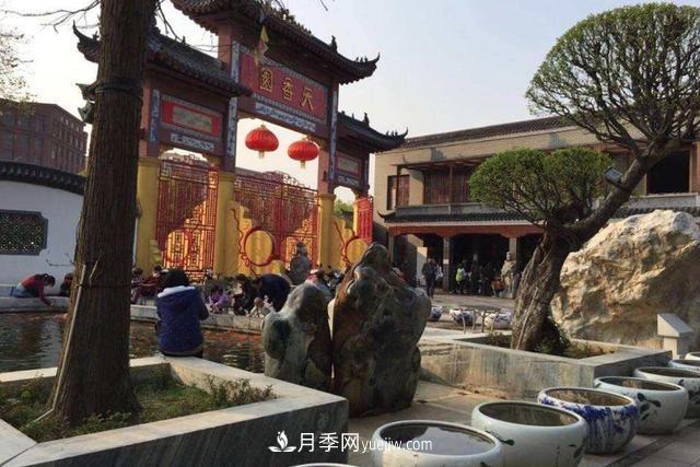 江西南昌天香園走紅，有3萬余的盆景，是南昌的“花卉之源”(圖1)