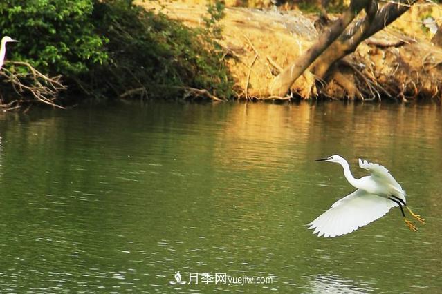 江西南昌天香園走紅，有3萬余的盆景，是南昌的“花卉之源”(圖5)
