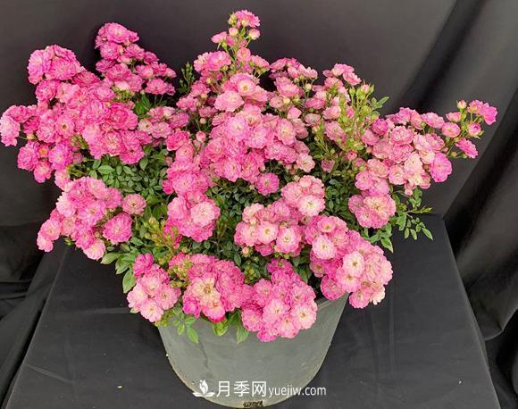 盆栽的月季要開花了！該追加什么肥？多久用一次效果更好？(圖1)