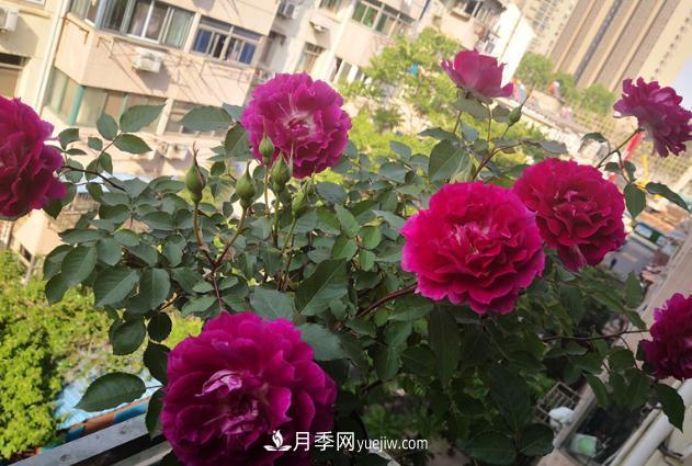 盆栽的月季要開花了！該追加什么肥？多久用一次效果更好？(圖2)