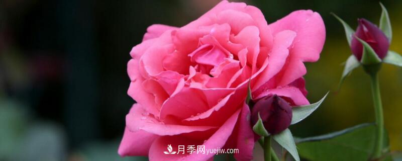 月季的花瓣有什么作用？月季花瓣的4大作用(圖1)