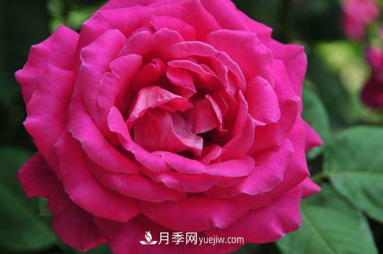 東陽市花是什么花？東陽市花是月季(圖3)