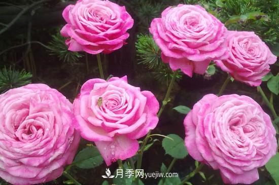東陽市花是什么花？東陽市花是月季(圖2)
