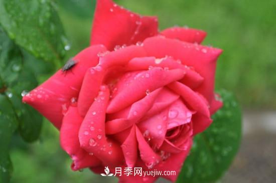 東陽市花是什么花？東陽市花是月季(圖1)
