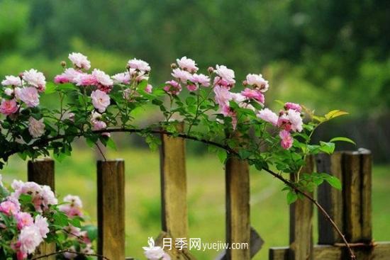 藤本月季的種植方法與養(yǎng)護辦法，適當(dāng)修剪更勤花(圖3)