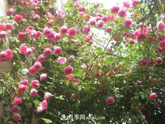 藤本月季的種植方法與養(yǎng)護辦法，適當(dāng)修剪更勤花(圖4)