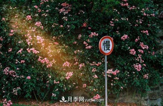 藤本月季的種植方法與養(yǎng)護辦法，適當(dāng)修剪更勤花(圖1)