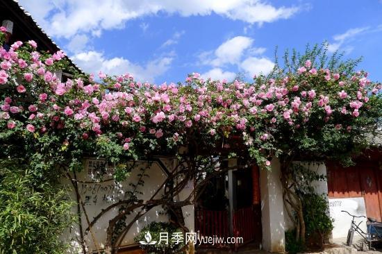 藤本月季的種植方法與養(yǎng)護辦法，適當(dāng)修剪更勤花(圖5)
