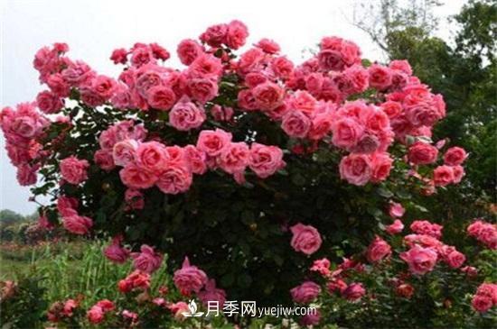 月季花可以澆茶葉水嗎？不可以(圖2)